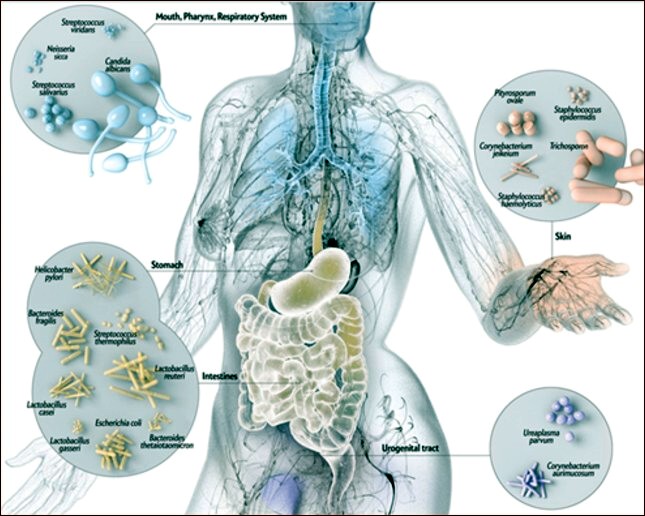 Microbiota Intestinale – La salute passa dall’intestino